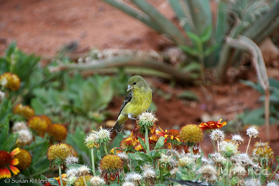 Desert Finch Photograph by Susan Herber