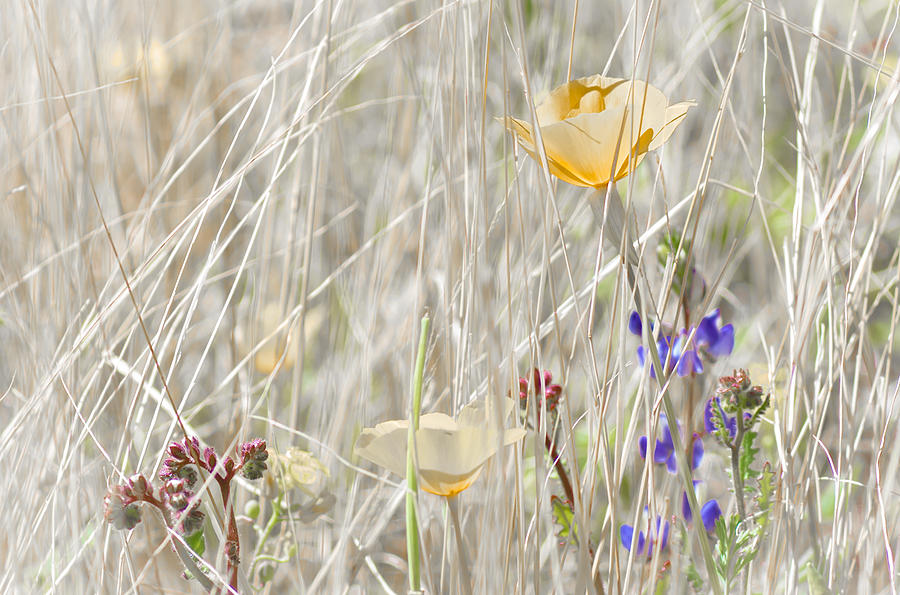 Desert Flower #1 Photograph by Will Wagner