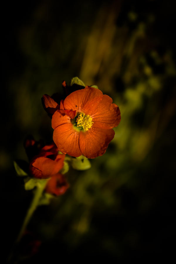 Desert Flower 2 Photograph by Joel Loftus