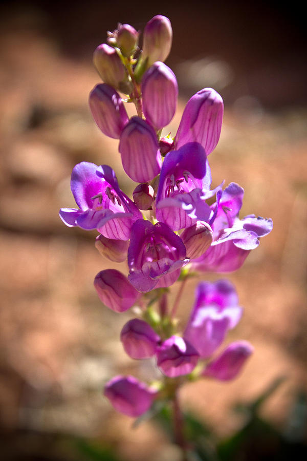Desert Flower 3 Photograph by Joel Loftus