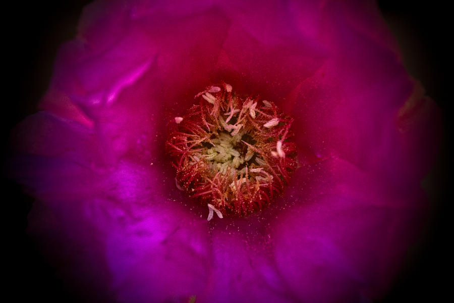 Desert Flower 4 Photograph by Joel Loftus