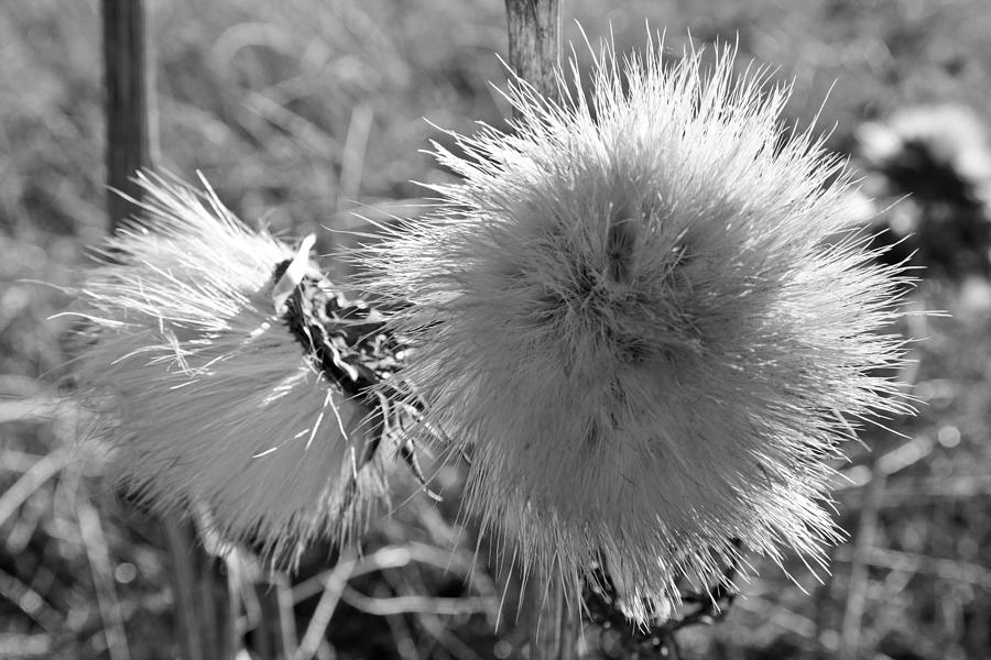 Desert Flower Photograph by Chris Heitstuman - Fine Art America