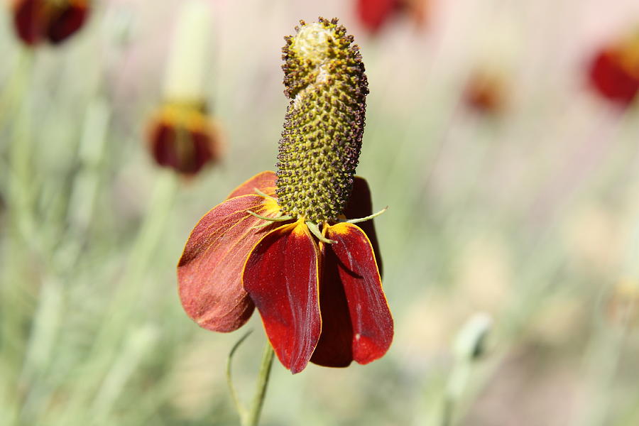 Desert Flower Photograph - Desert Flower by Doug Hoover