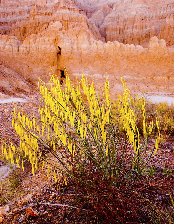 Desert Flower Photograph by Jim Snyder