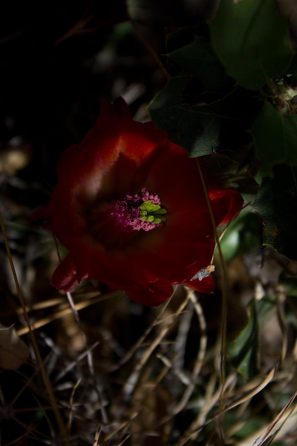 Desert Flower Photograph by Joel Loftus