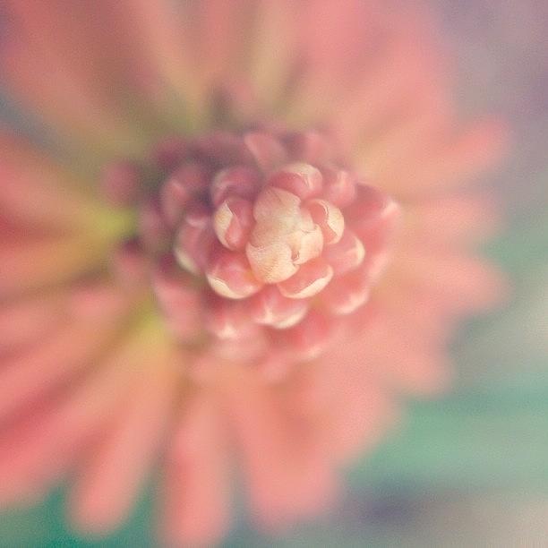 Flower Photograph - Desert Flower  by Kathleen Messmer
