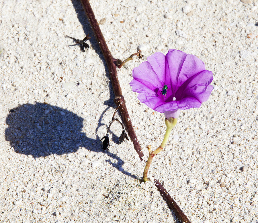 Desert Flower Photograph by Ramunas Bruzas