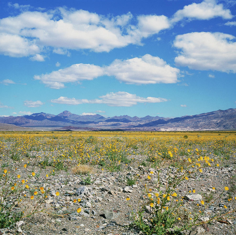 Desert Flowers After Rain In Death Valley Photograph by Rev. Ronald Royer/science Photo Library