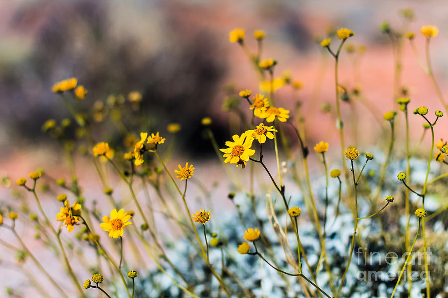 Desert Flowers Photograph by CJ Benson