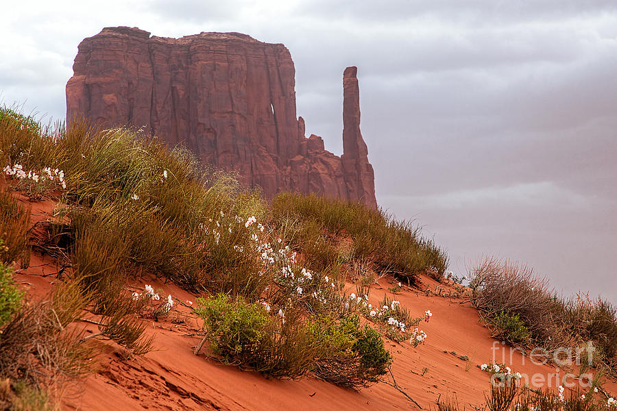 Desert Flowers Photograph by Jim Garrison