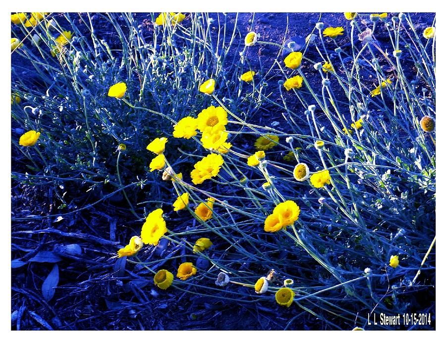 Desert Flowers Photograph by L L Stewart