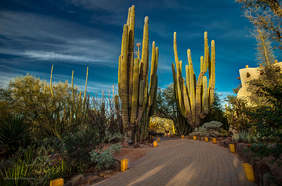 Phoenix Photograph - Desert Garden Evening by Ross Henton