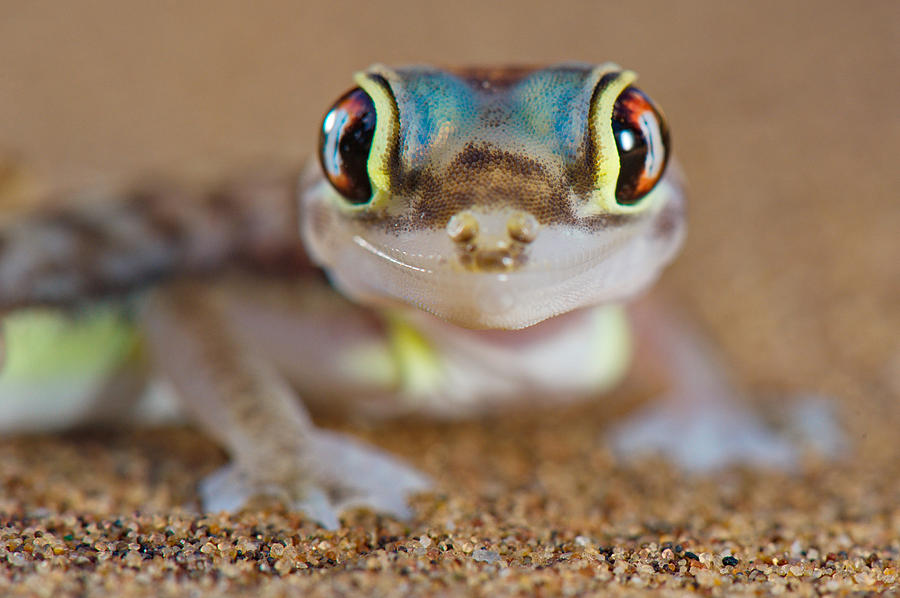 Desert Gecko Photograph by Francesco Tomasinelli