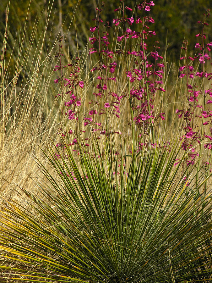 Desert Grass Flowers Photograph by Robert Lozen