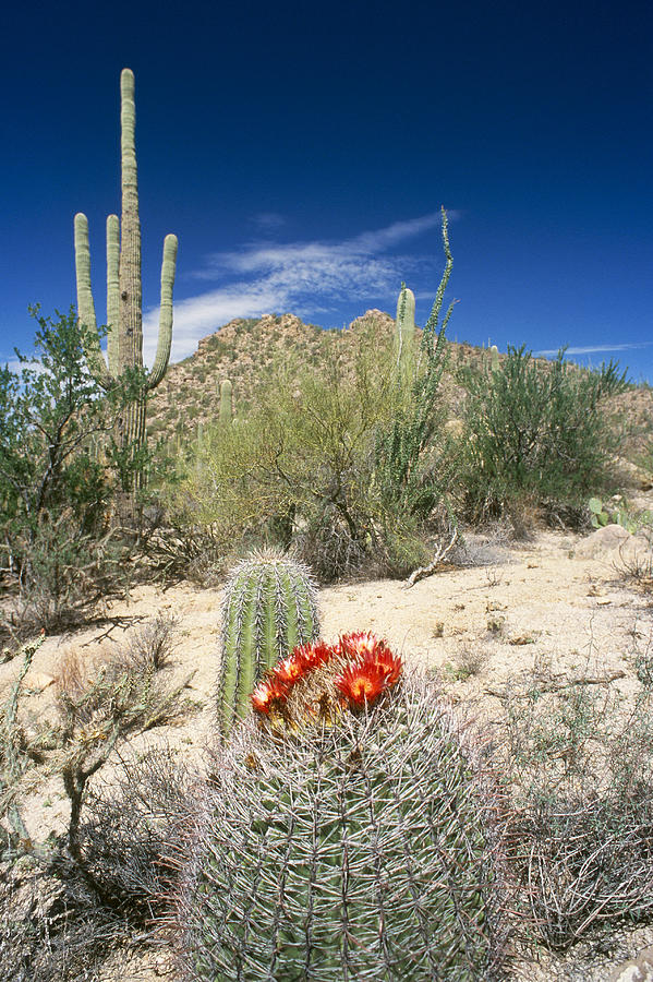 Desert Habitat In Arizona Photograph by John Mitchell
