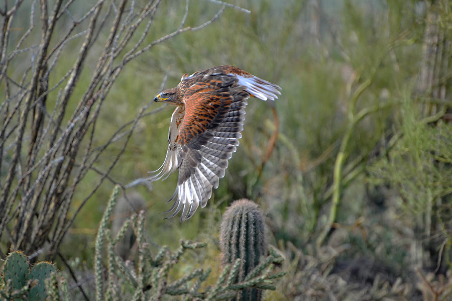 Desert Hawk Photograph by Evelyn Harrison