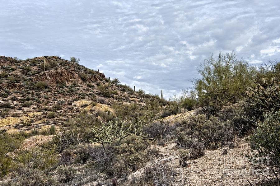 Desert Hills Apache Trail Photograph by Lee Craig