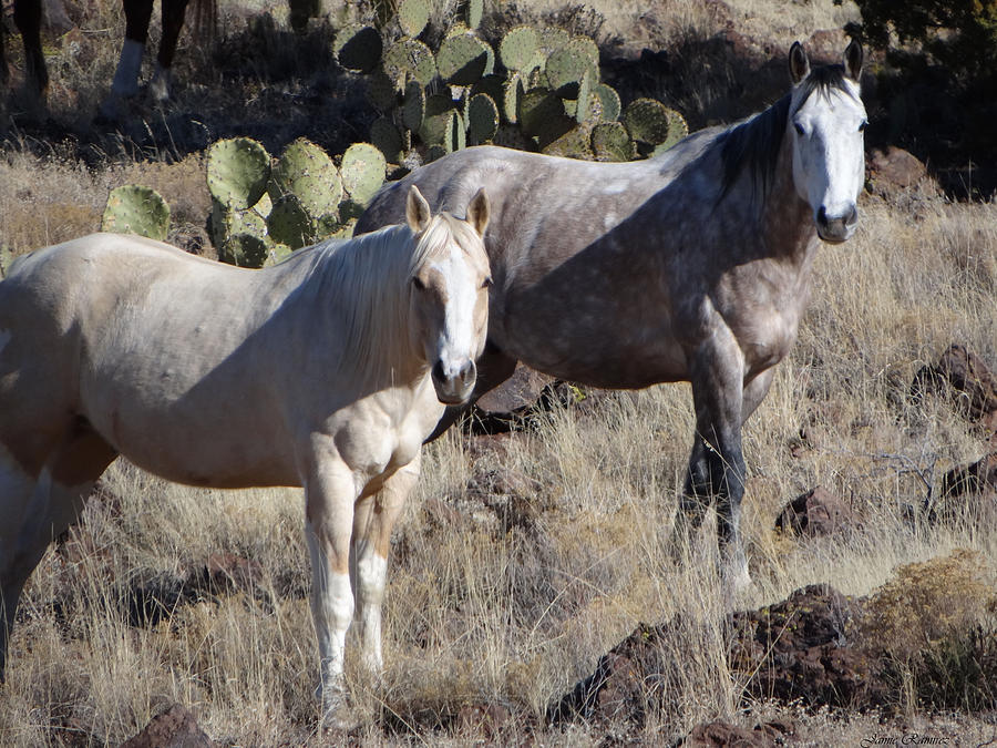 Desert Horses Photograph by Jamie Ramirez Pixels