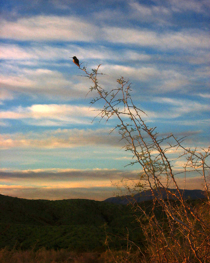 Desert Humminbird Photograph by Timothy Bulone