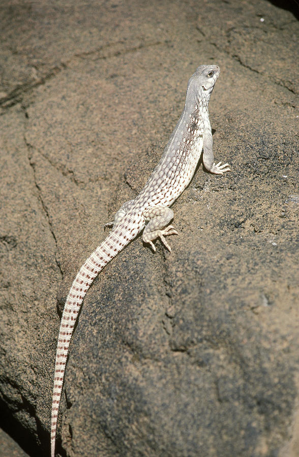 Desert Iguana Dipsosaurus Dorsalis Photograph by Gerald C. Kelley