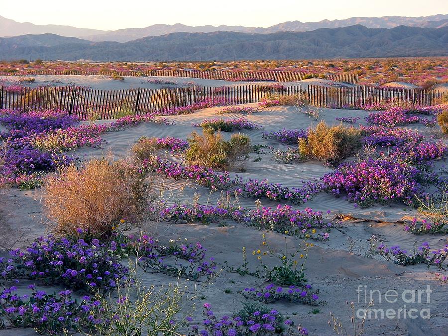 Desert in Bloom Photograph by Phyllis Kaltenbach