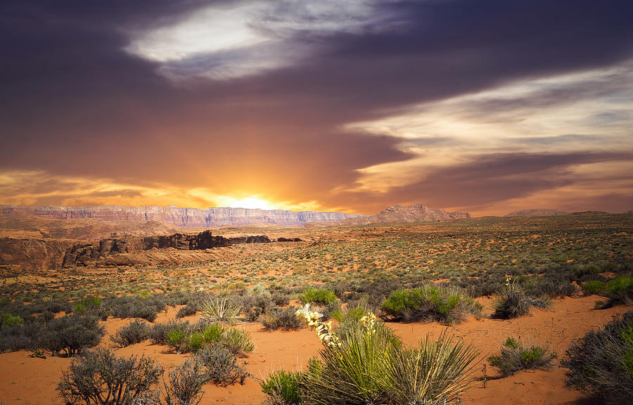 An Evening In The Desert Photograph