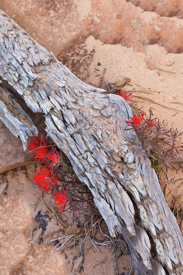 Zion National Park Photograph - Desert Indian Paintbrush Flowers by Chuck Haney