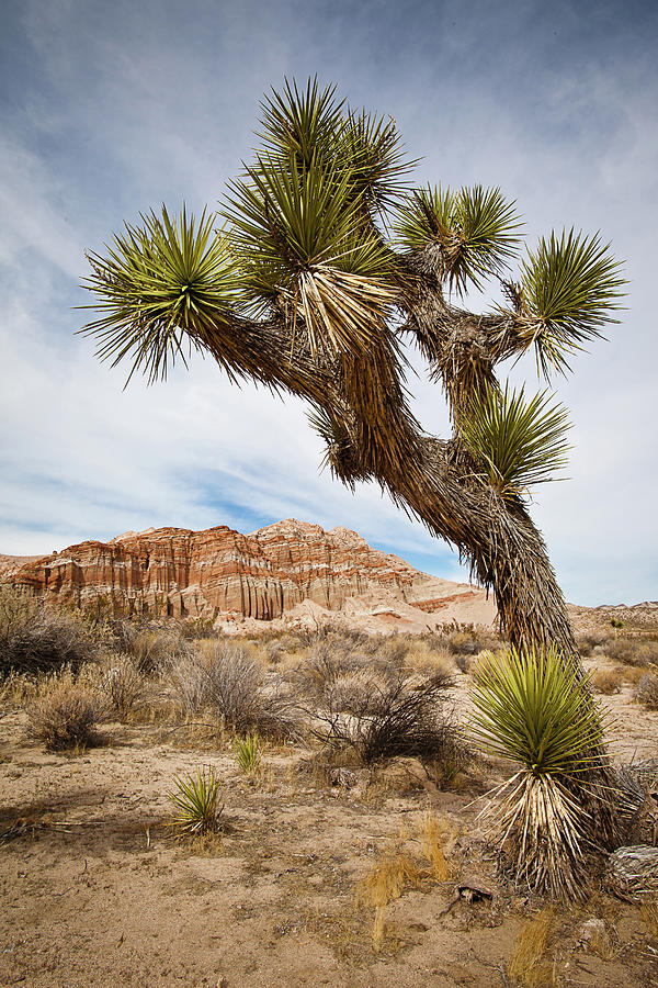 Desert Joshua Tree And Eroded Red Rock Photograph by Alice Cahill