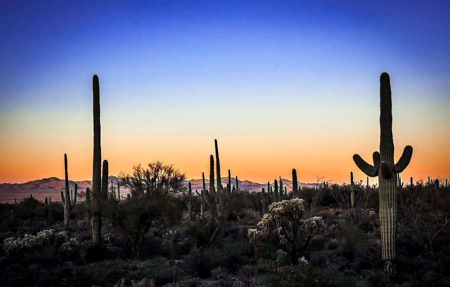 Desert Landscape Photograph by Barbara Manis | Fine Art America