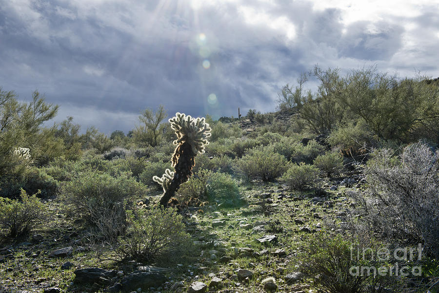 Desert Landscape Photograph by David Arment