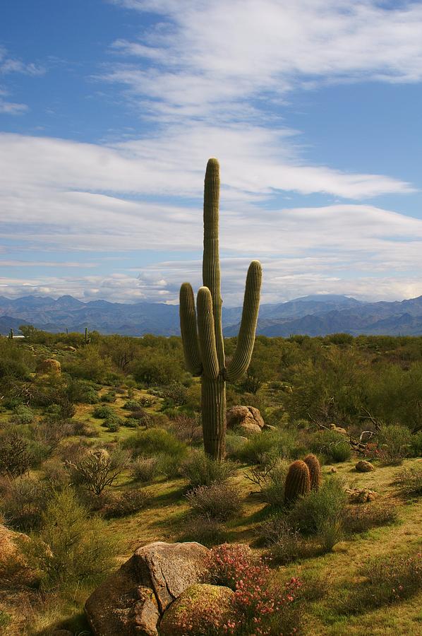 Desert Landscape Vertical Photograph by Barbara Stellwagen - Fine Art ...