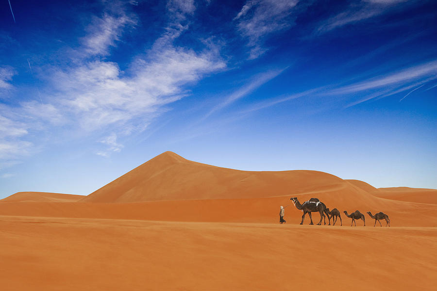 Desert Life .. Photograph by Hesham Alhumaid