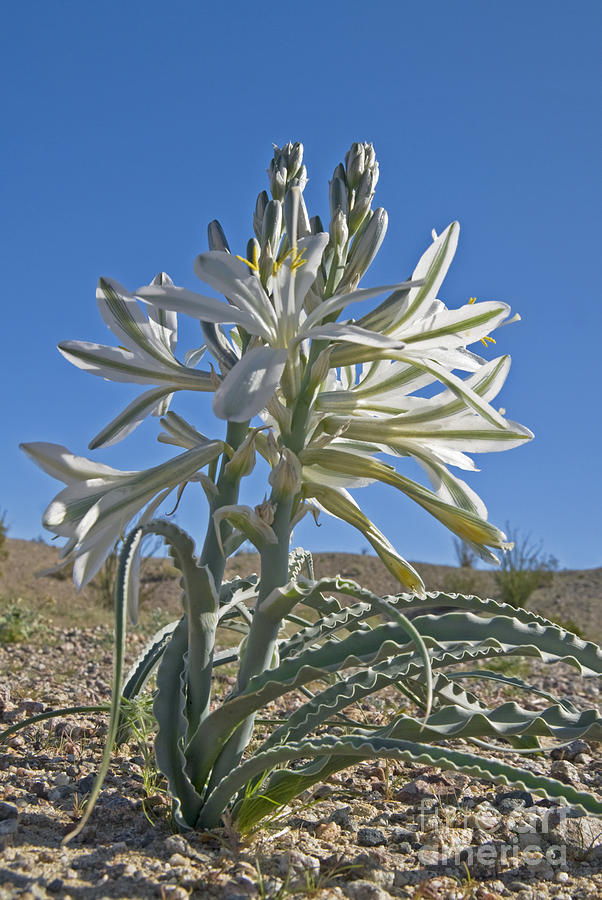 Desert Lily Photograph by Ellen Thane