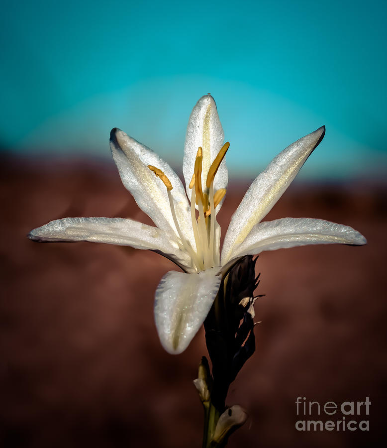 Desert Lily Photograph by Robert Bales