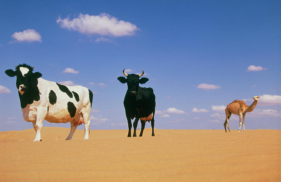 Desert Livestock Photograph by Philippe Psaila/science Photo Library