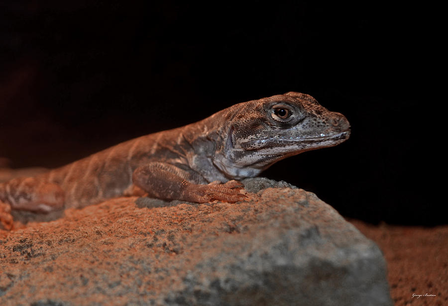 Desert Lizard 001 Photograph by George Bostian