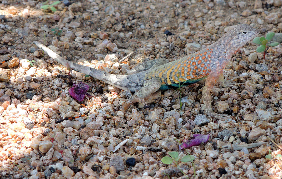 Desert Lizard Photograph by Andrew Chambers