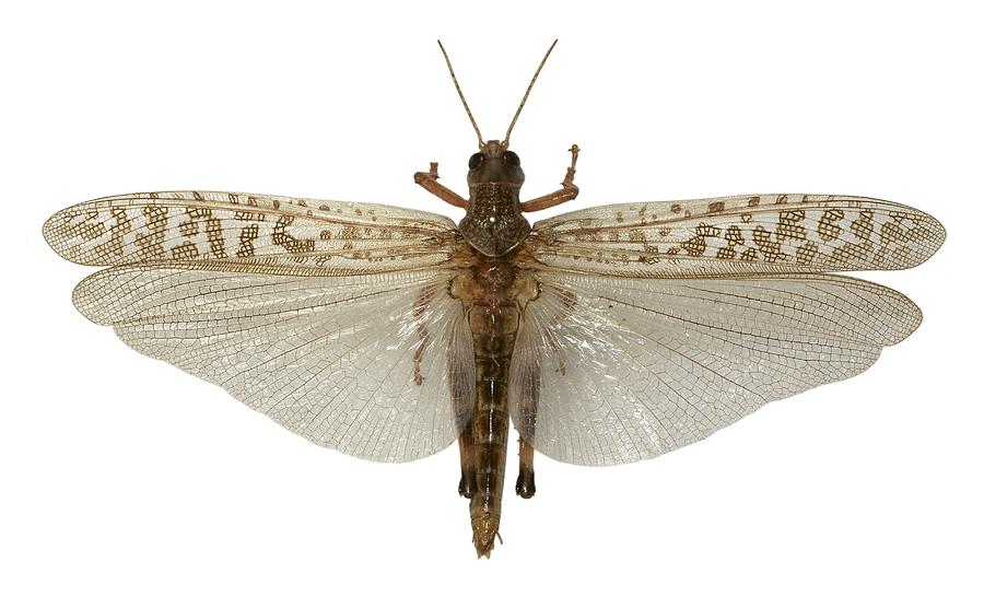 Desert locust Photograph by Science Photo Library - Pixels