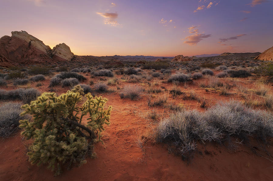 Summer Photograph - Desert Luminosity by Chad Ward