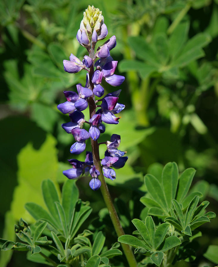 Desert Lupine Flowers Photograph by Aaron Burrows