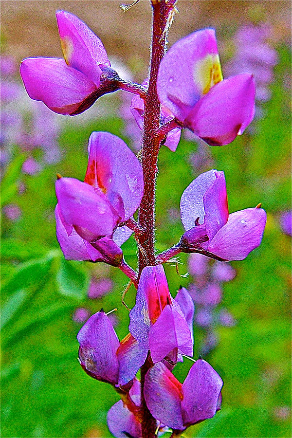 Desert Lupine in Fort Mojave-Arizona Photograph by Ruth Hager | Fine ...