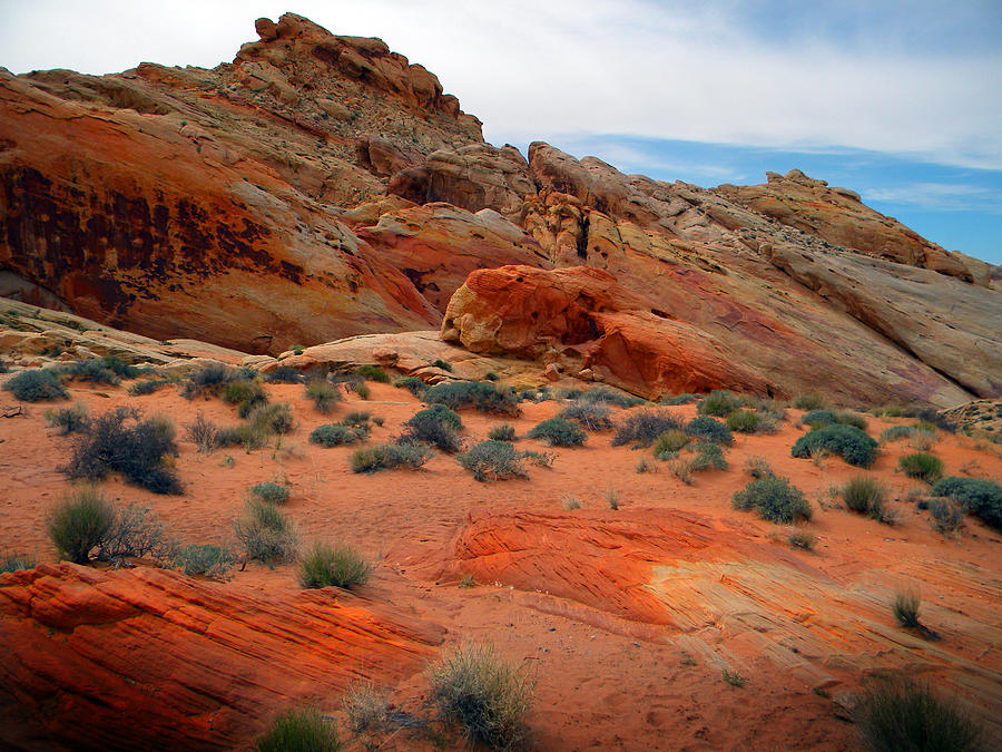 Desert Majesty Photograph by Frank Wilson