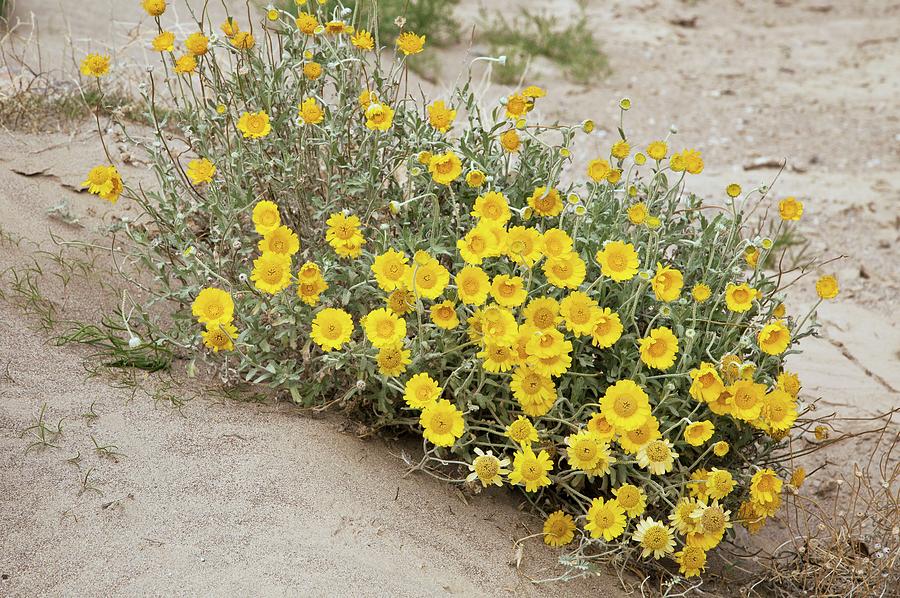 Desert Marigold (baileya Multiradiata) Photograph by Bob Gibbons/science Photo Library