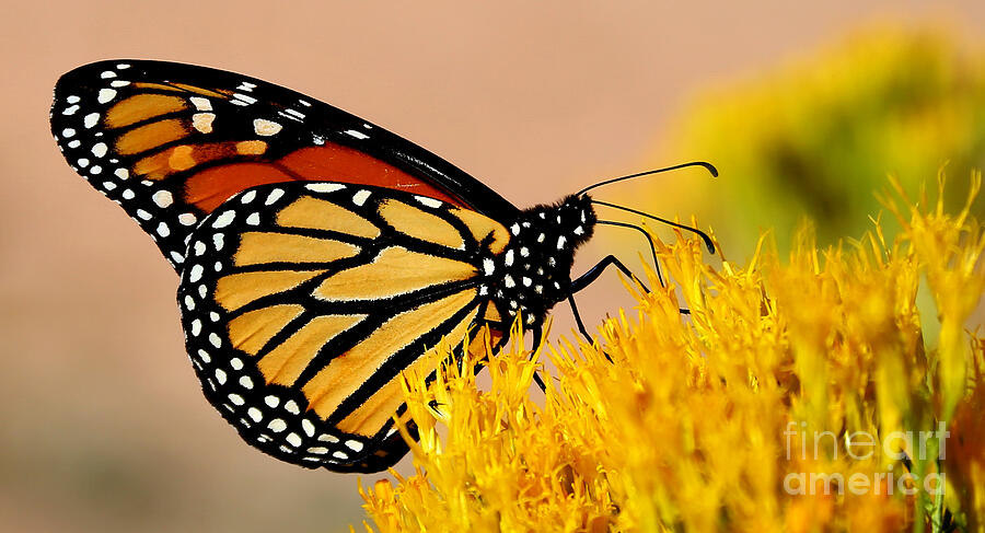 Desert Monarch Photograph by Marty Fancy