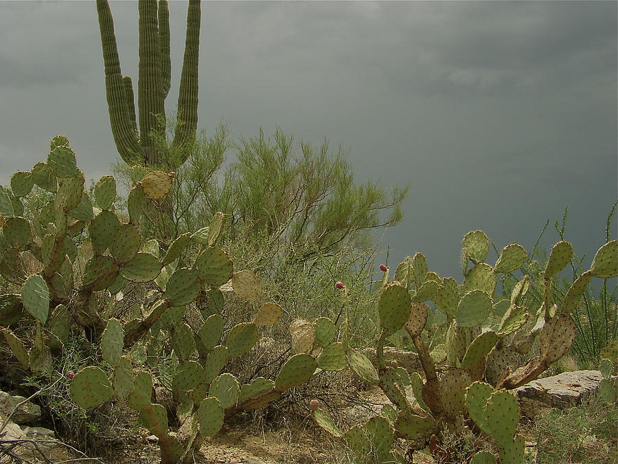 Mountain Photograph - Desert Monsoon Sky by Catherine Helmick