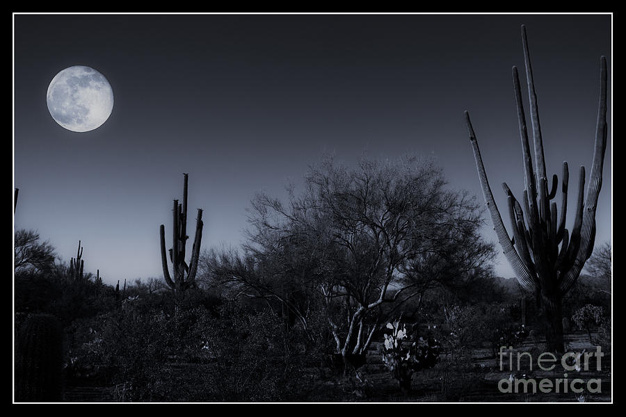 Desert Moon Photograph by Bob Hislop