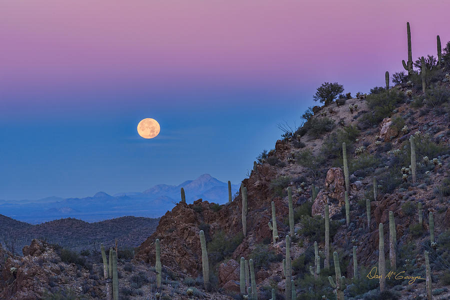 Desert Moonset Photograph by Dan McGeorge