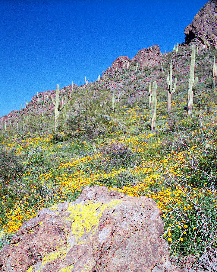 Desert Mountain Spring Ll Photograph By Douglas Taylor