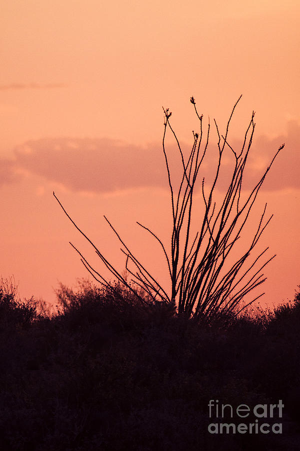 Ocotillo on a Desert Night Photograph by Ruth Jolly