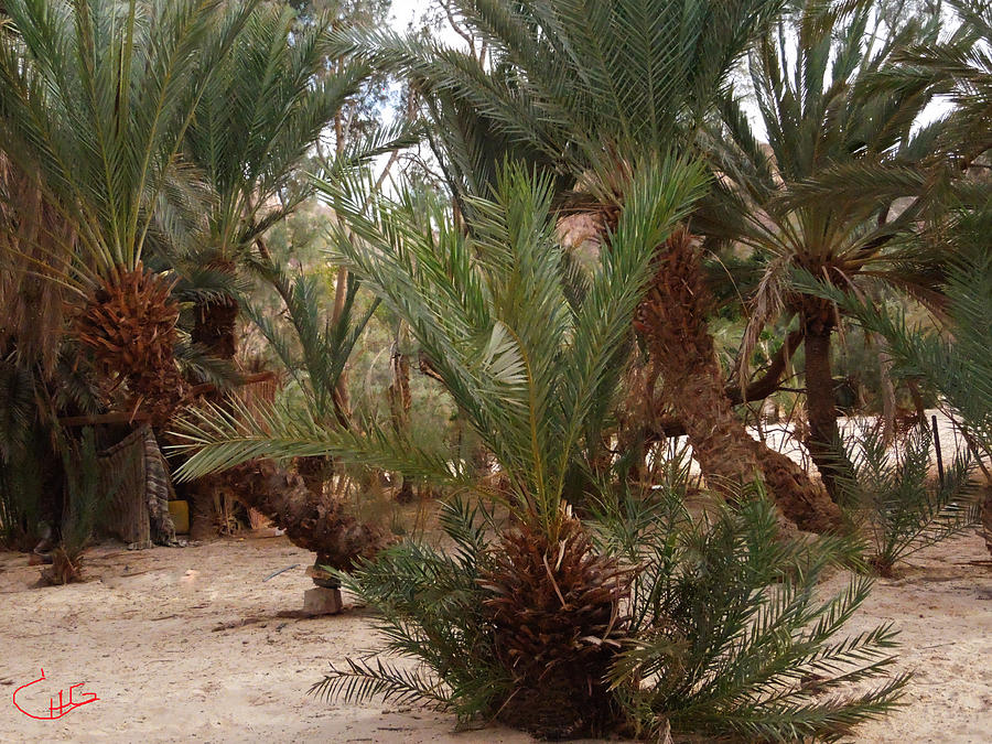 Desert Oase Camp Sinai Egypt Photograph by Colette V Hera Guggenheim